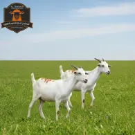 Somali Goat - تيس صومالي