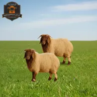 Nuaimi Sheep - خروف نعيمي
