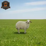 Jaziri Sheep - خروف جزيري