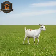 Somali Goat - تيس صومالي
