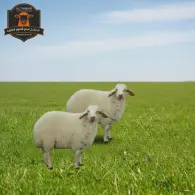 Jaziri Sheep - خروف جزيري