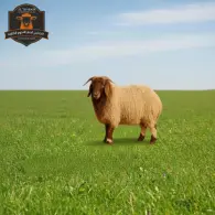 Nuaimi Sheep - خروف نعيمي