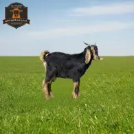 Local Goat - تيس محلي