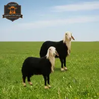 Najdi Sheep - خروف نجدي