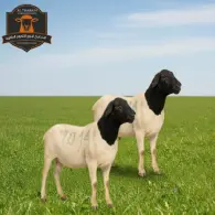 Somali Sheep - خروف صومالي