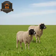 Kashmiri Sheep - خروف كشميري