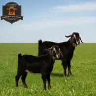 Kashmiri Goat - تيس كشميري