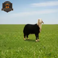Najdi Sheep - خروف نجدي