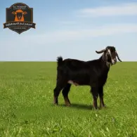 Kashmiri Goat - تيس كشميري