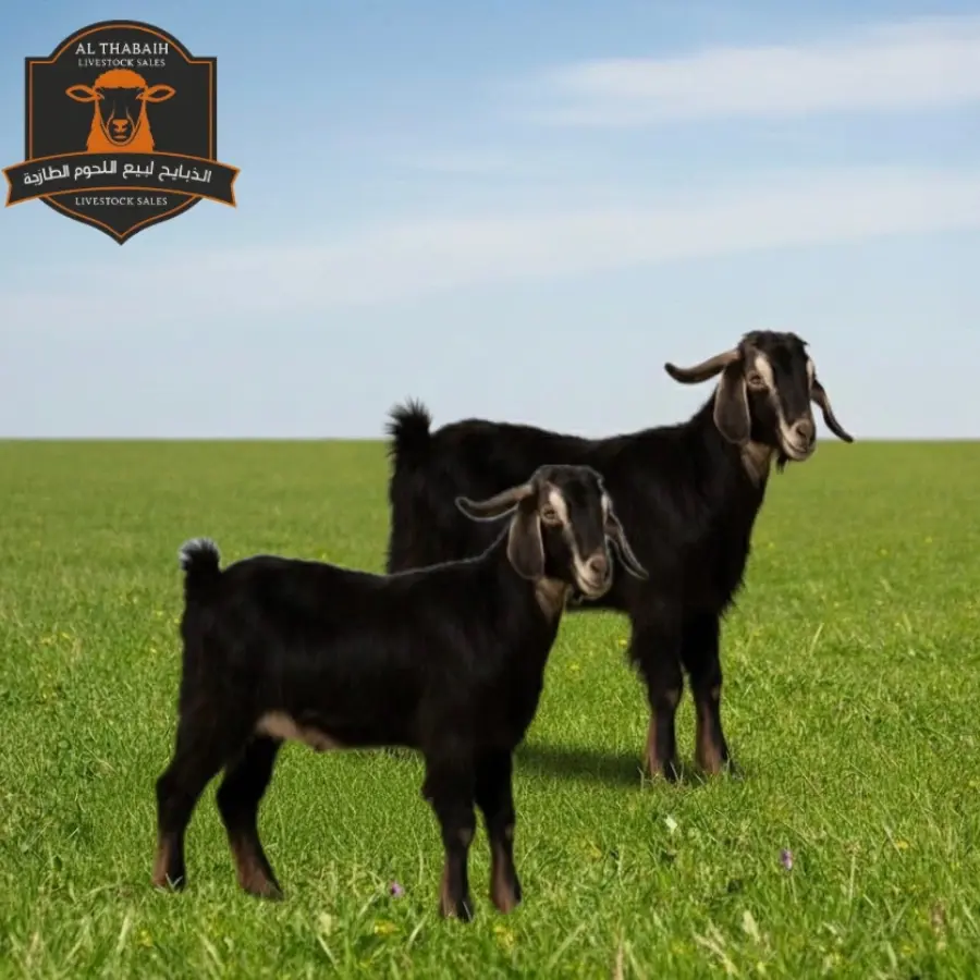 Kashmiri Goat - تيس كشميري