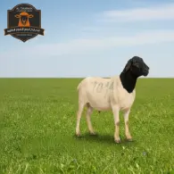 Somali Sheep - خروف صومالي