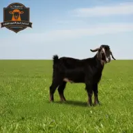 Kashmiri Goat - تيس كشميري