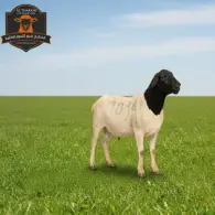 Somali Sheep - خروف صومالي