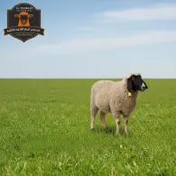 Kashmiri Sheep - خروف كشميري