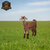 Omani Goat - تيس عماني