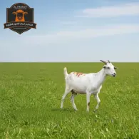 Somali Goat - تيس صومالي